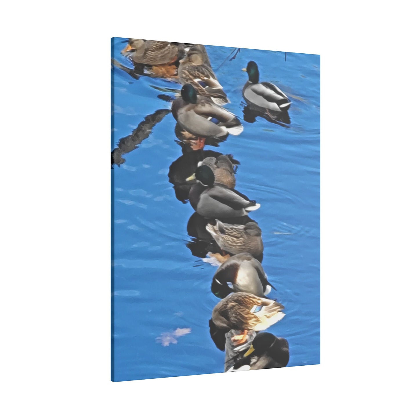 Canvas Print - Ducks in a Row