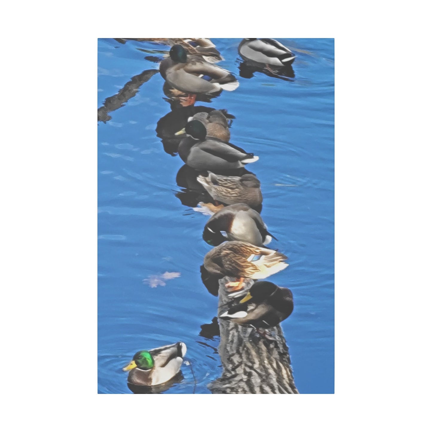 Canvas Print - Ducks in a Row