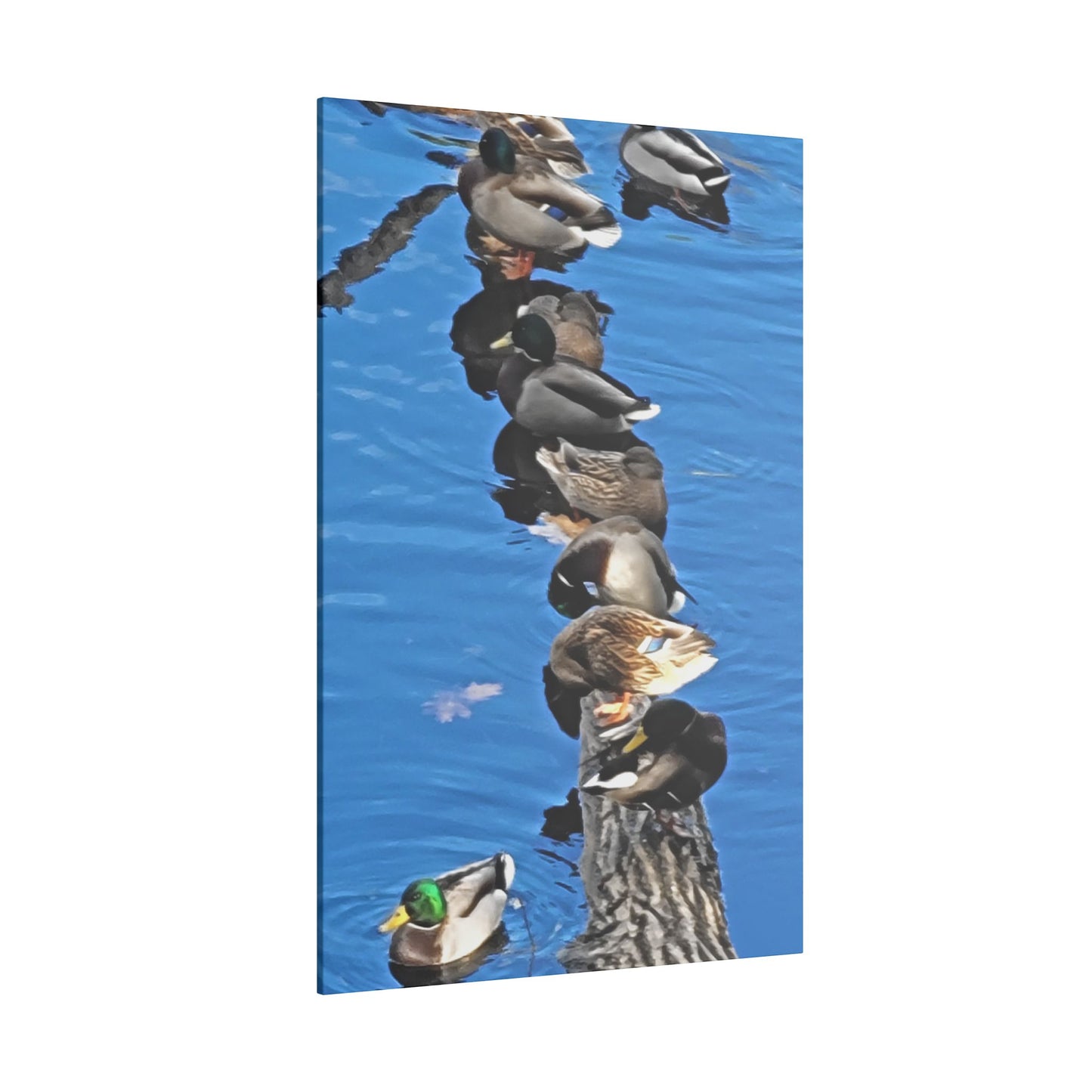 Canvas Print - Ducks in a Row