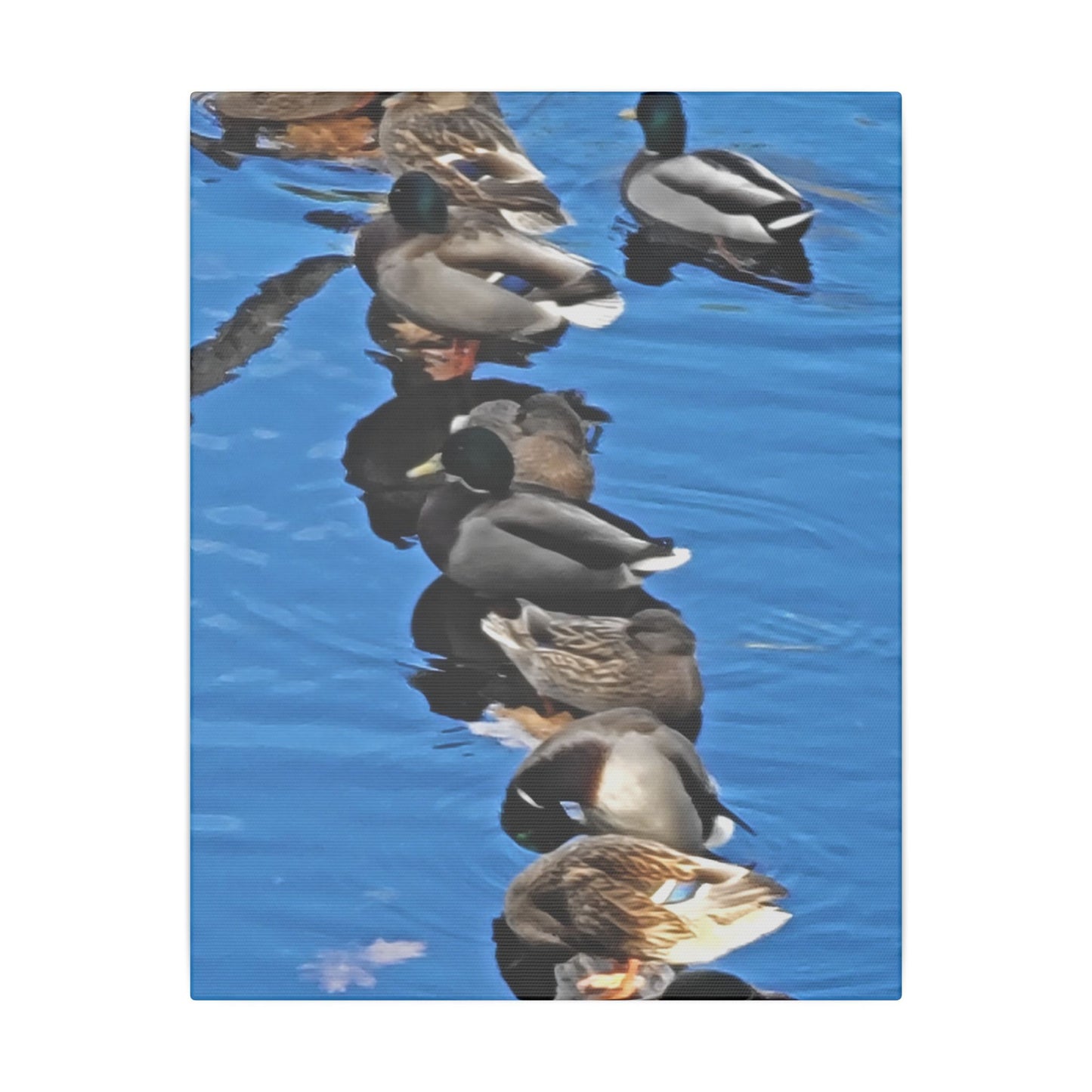 Canvas Print - Ducks in a Row