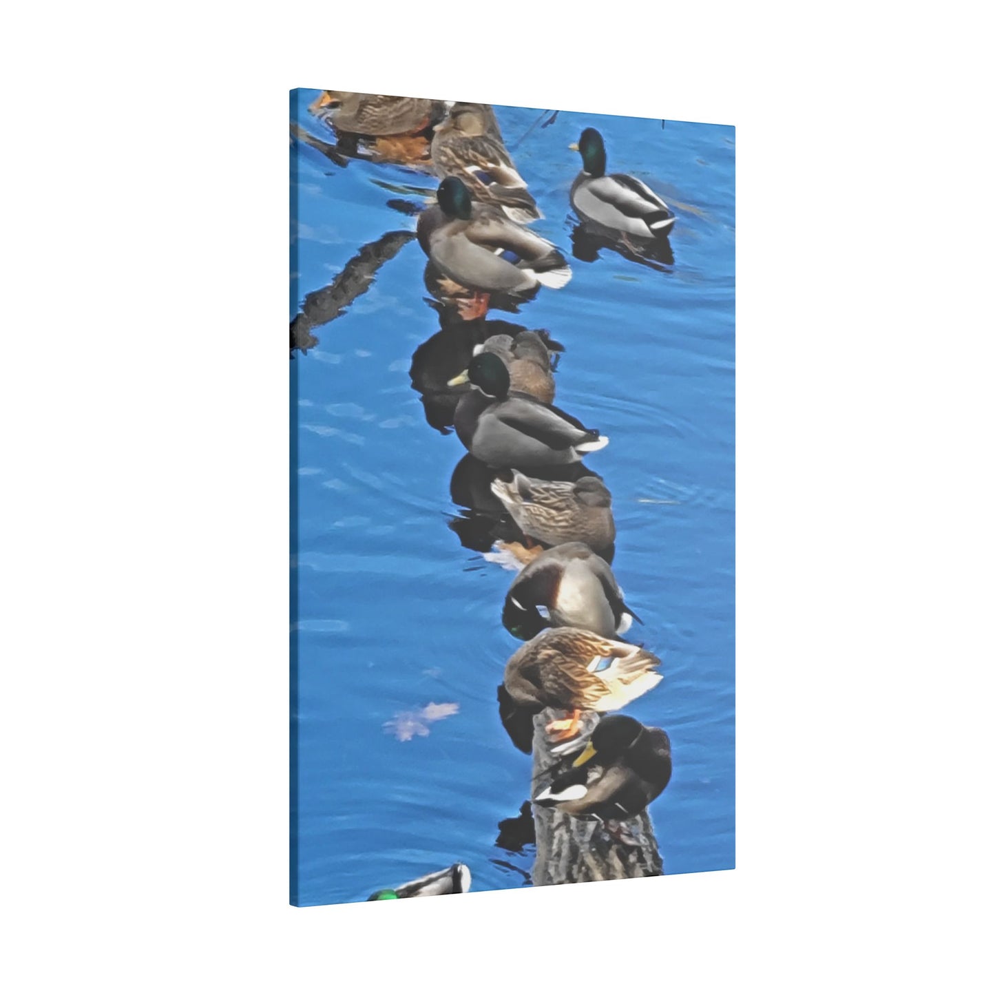 Canvas Print - Ducks in a Row