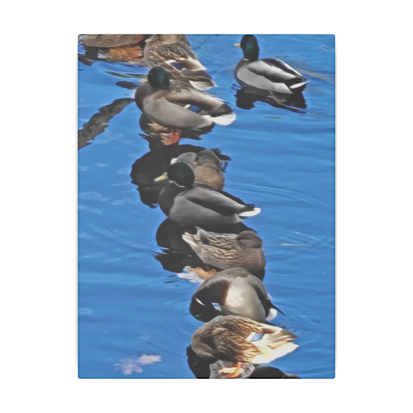 Canvas Print - Ducks in a Row