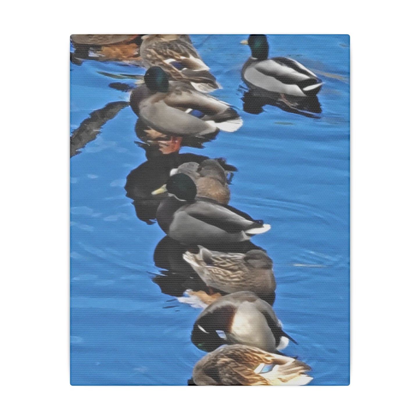 Canvas Print - Ducks in a Row
