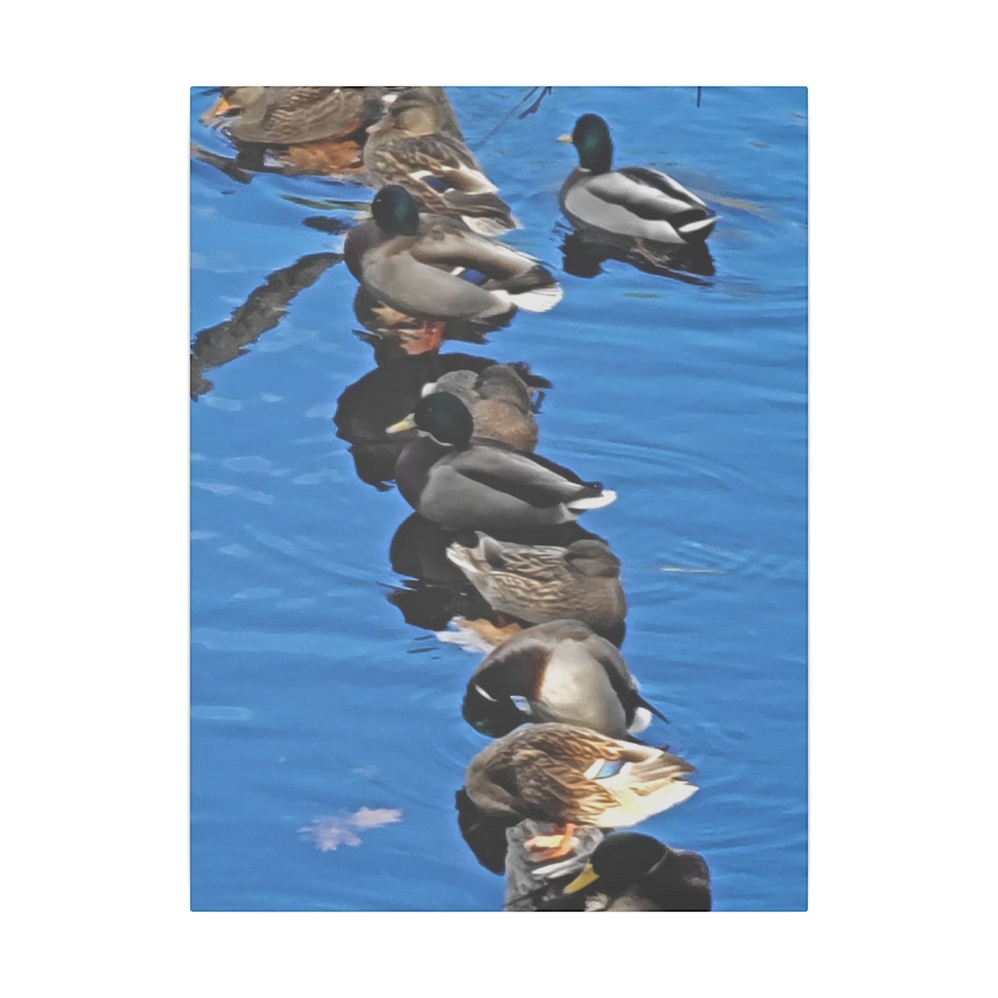 Canvas Print - Ducks in a Row