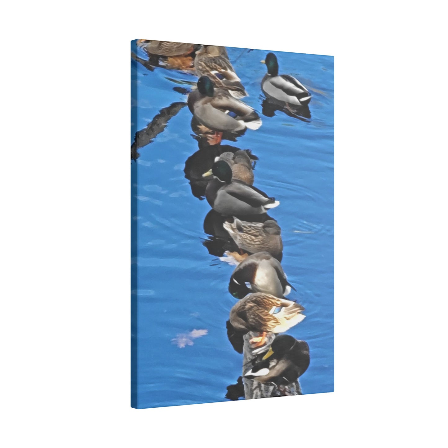 Canvas Print - Ducks in a Row
