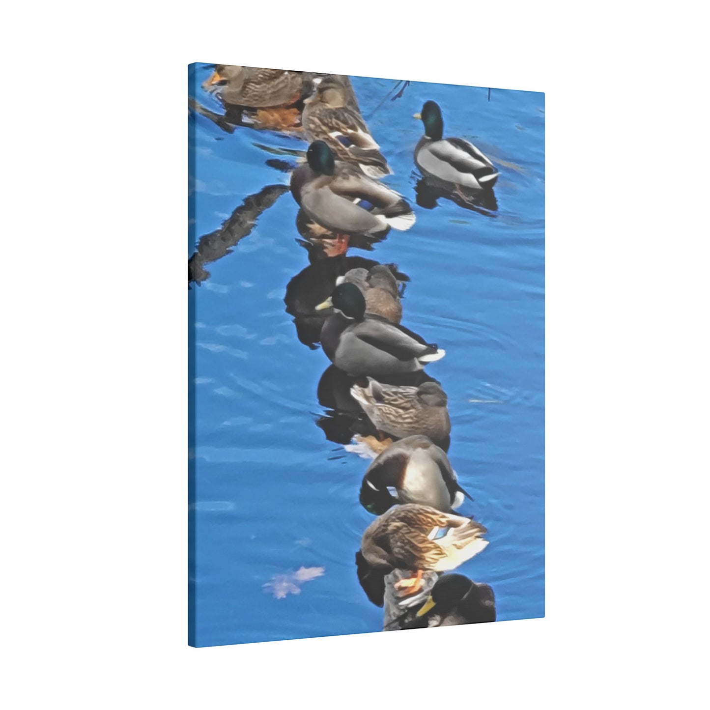 Canvas Print - Ducks in a Row