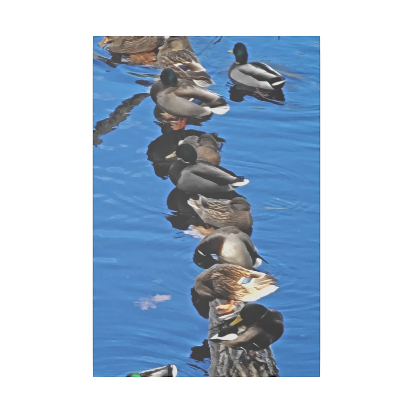 Canvas Print - Ducks in a Row