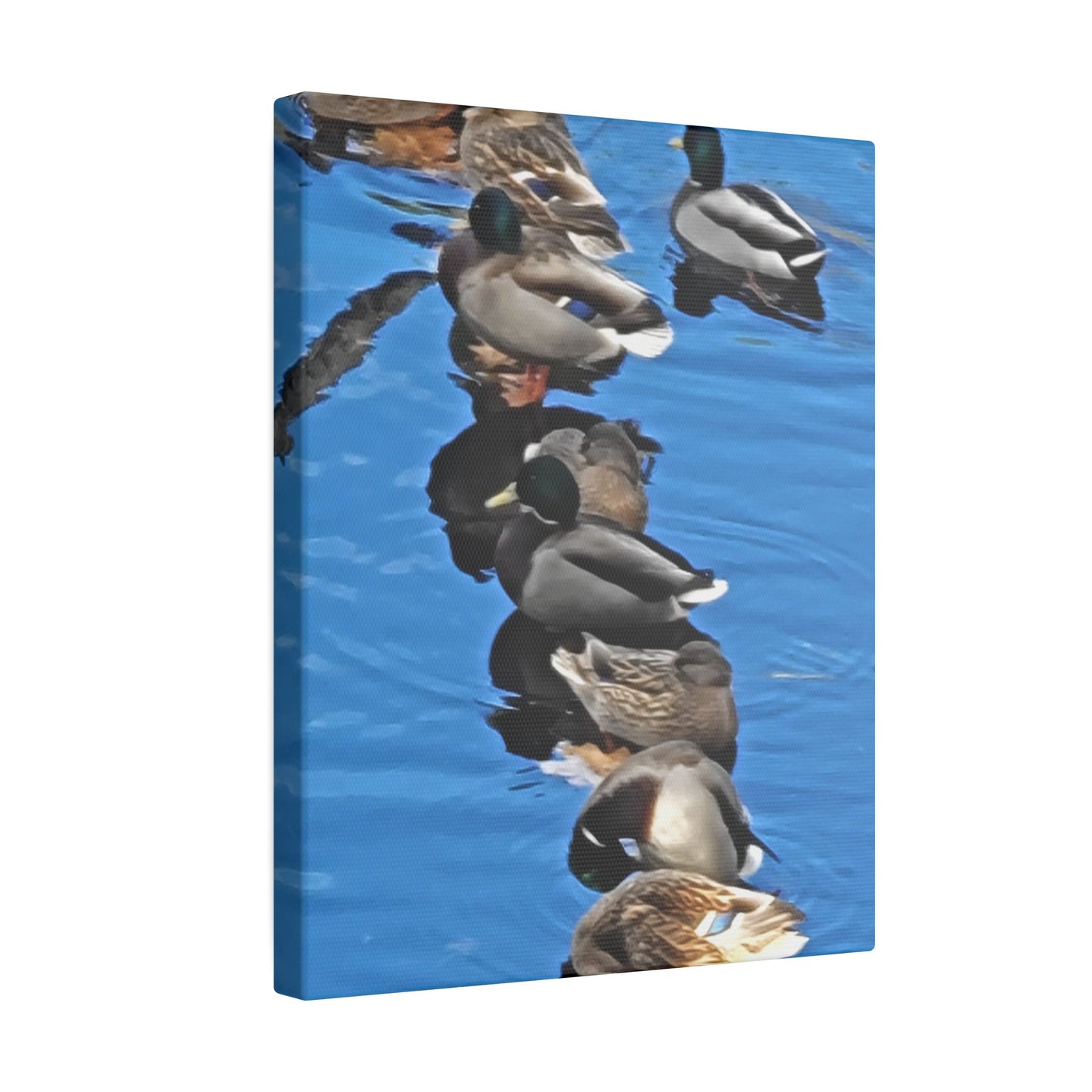 Canvas Print - Ducks in a Row