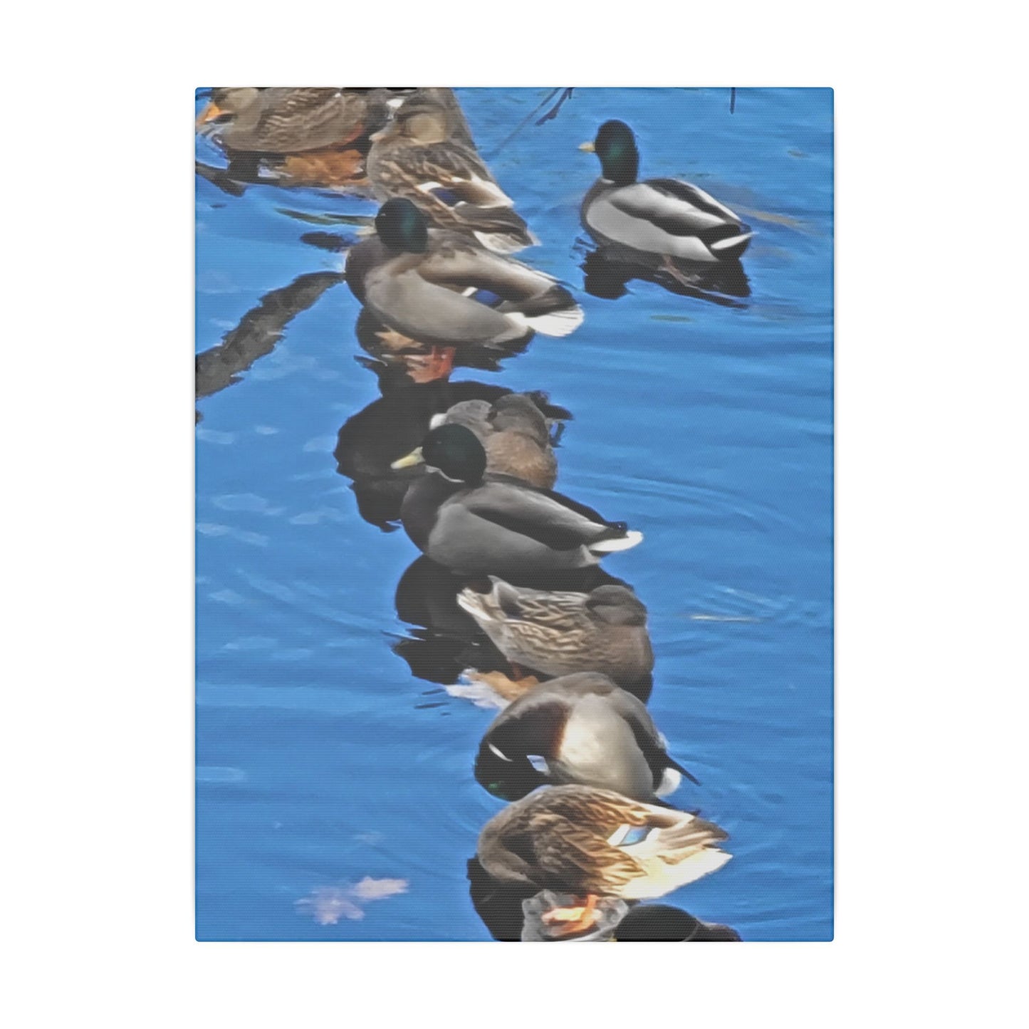 Canvas Print - Ducks in a Row