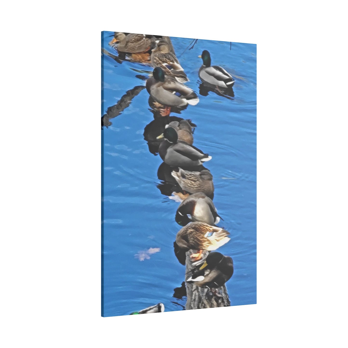 Canvas Print - Ducks in a Row