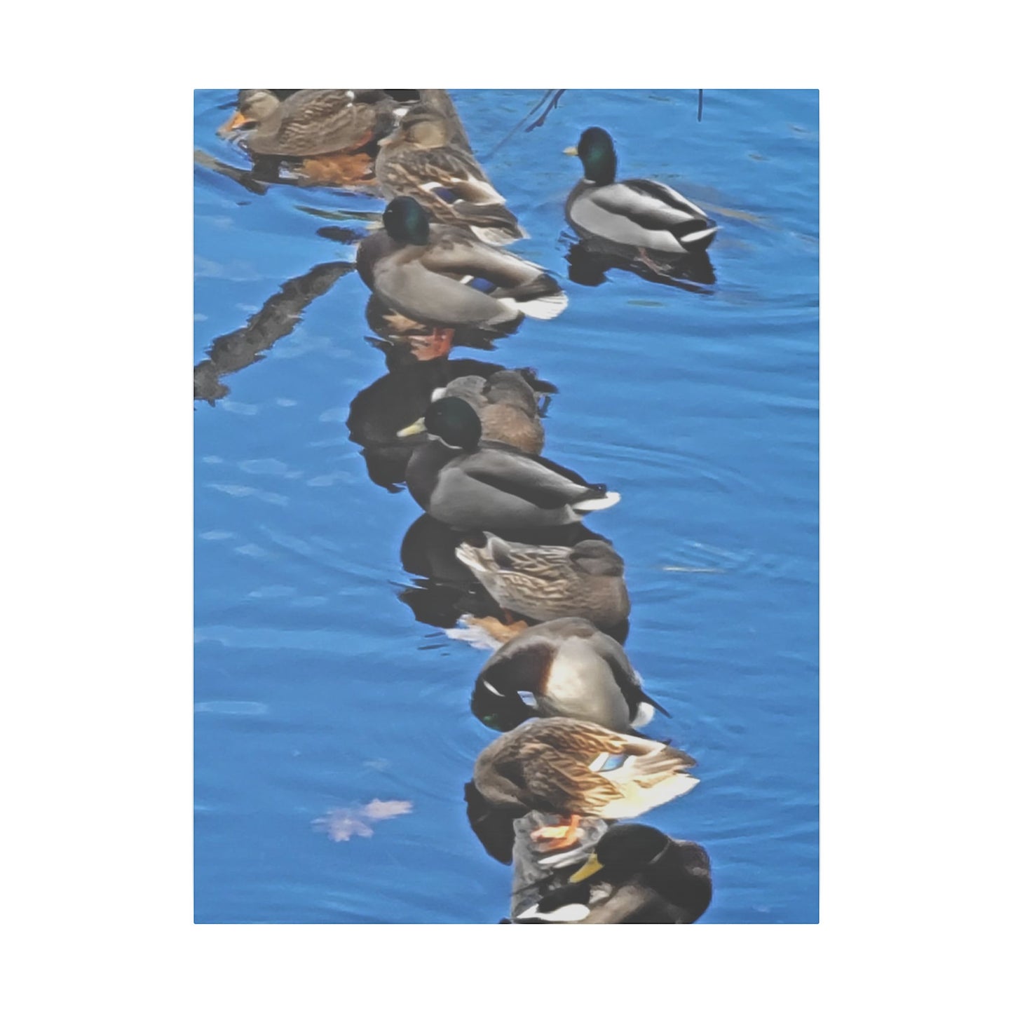 Canvas Print - Ducks in a Row