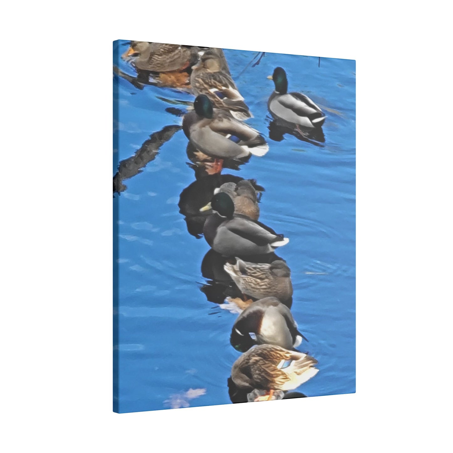 Canvas Print - Ducks in a Row