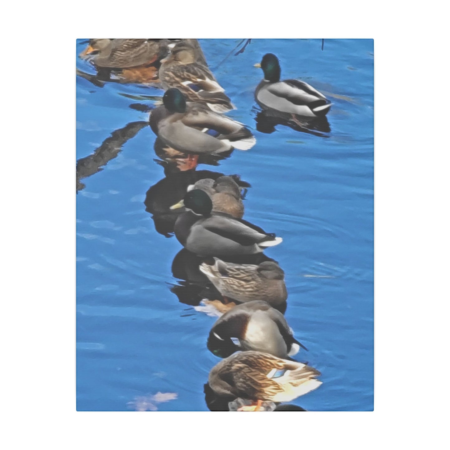 Canvas Print - Ducks in a Row