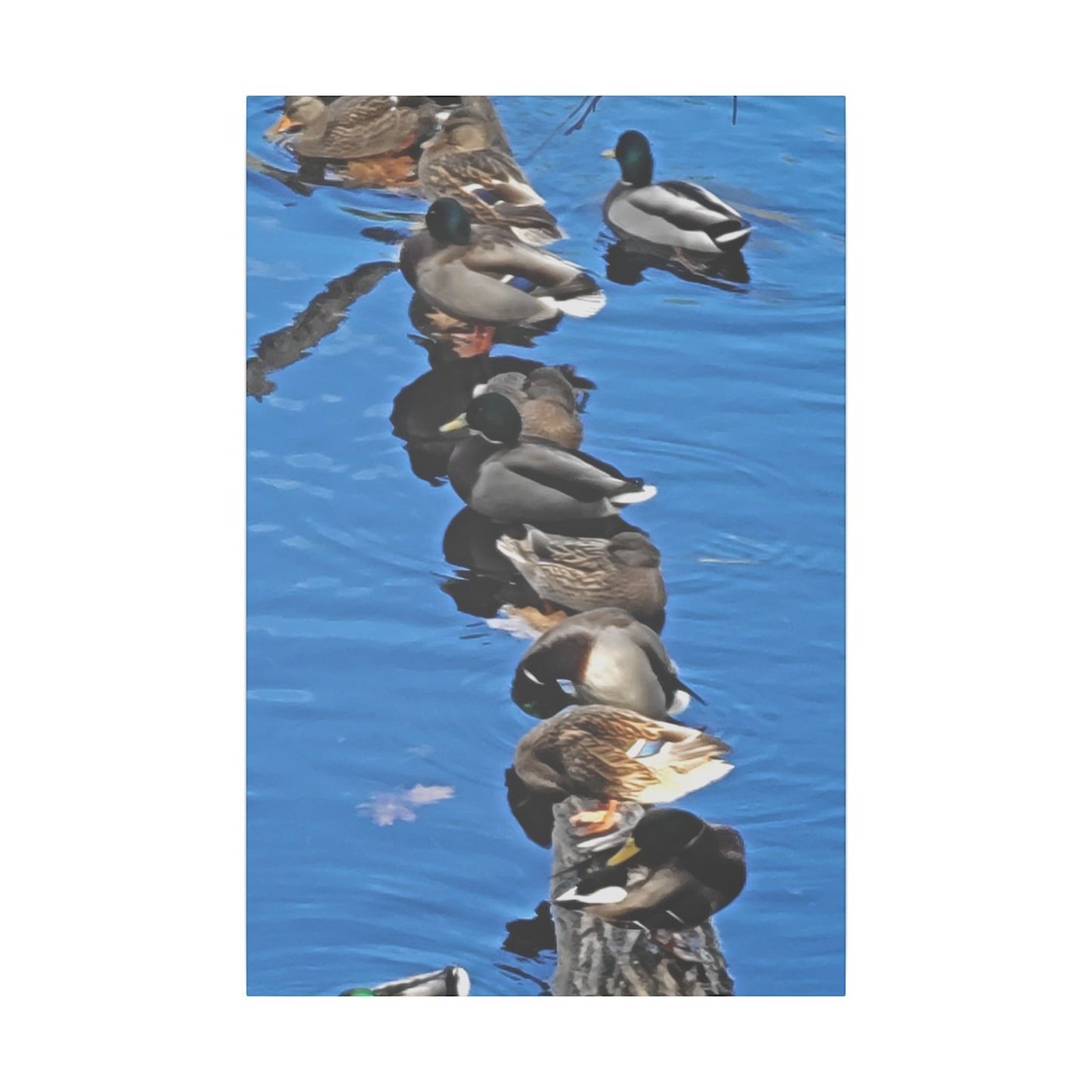 Canvas Print - Ducks in a Row