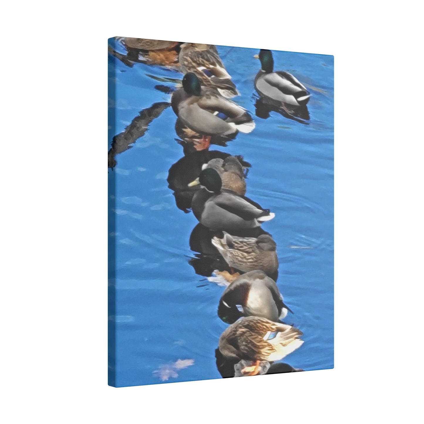 Canvas Print - Ducks in a Row