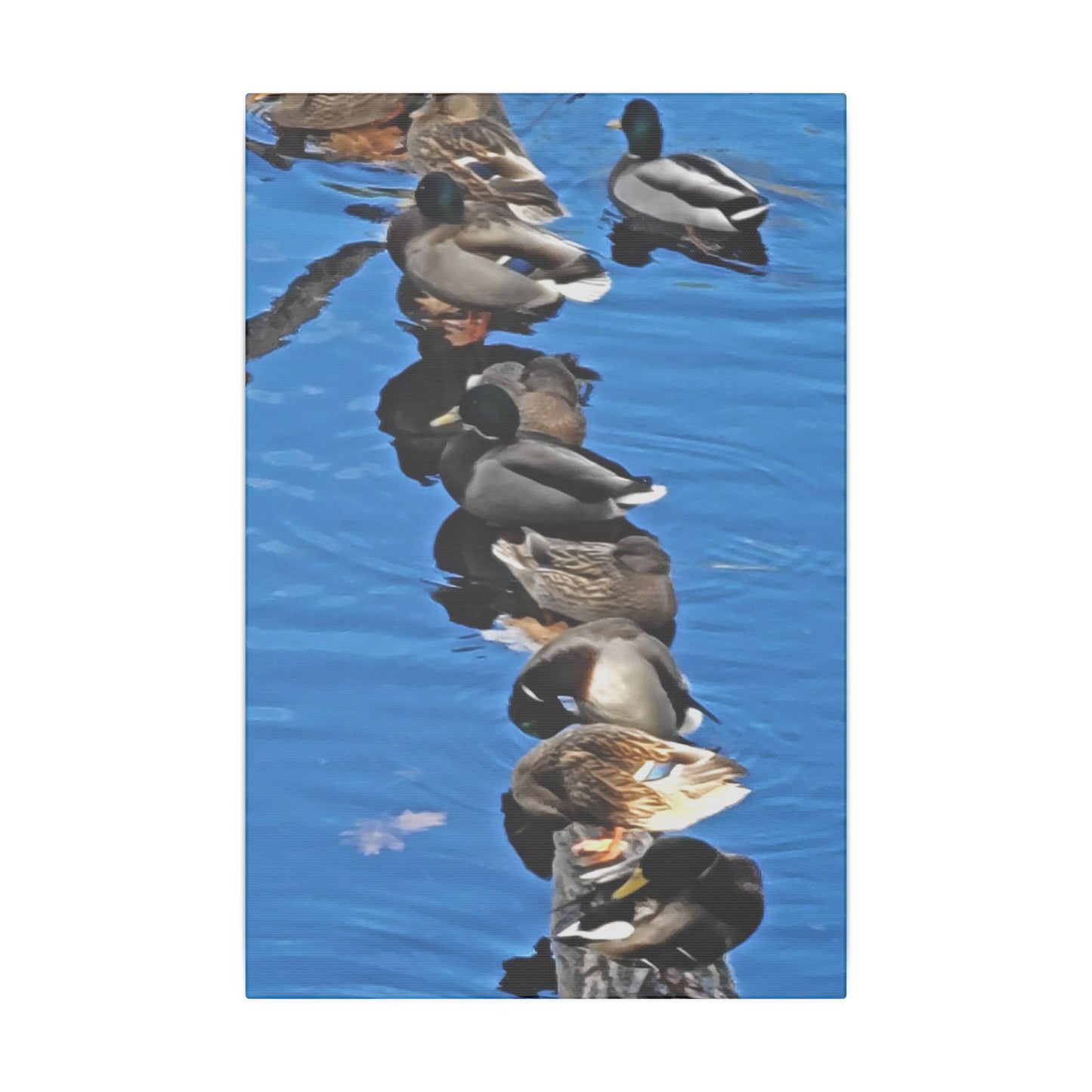 Canvas Print - Ducks in a Row