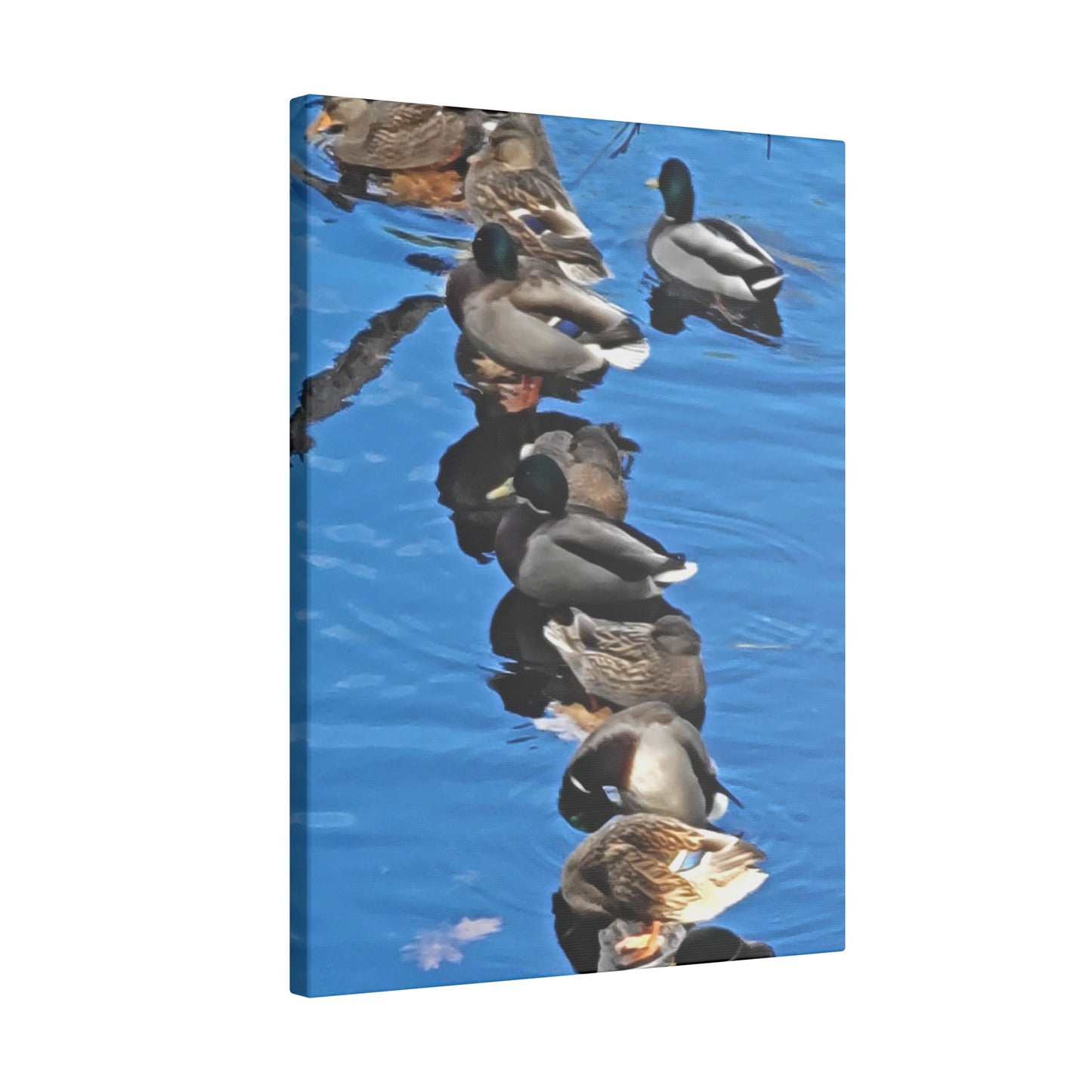 Canvas Print - Ducks in a Row