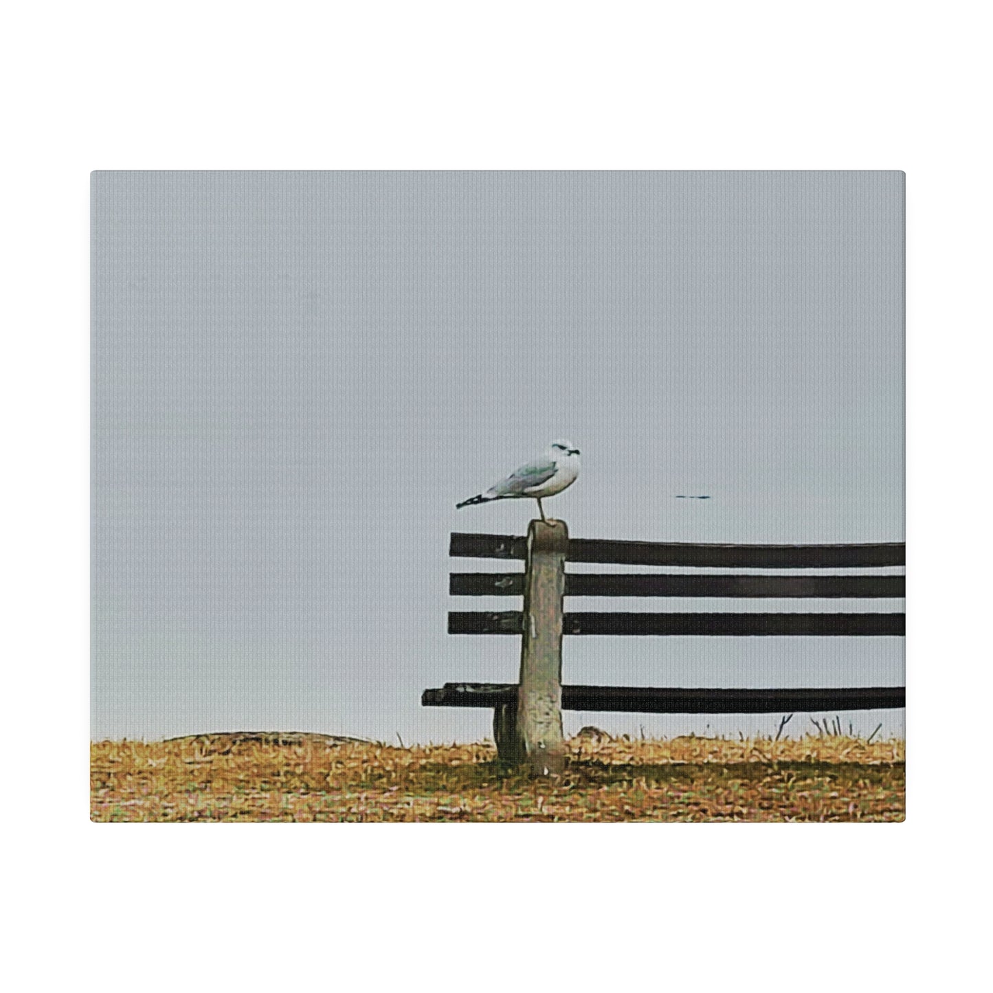 Canvas Print in Multiple Landscape Sizes from the Wildlife Series at Intriguing Vistas