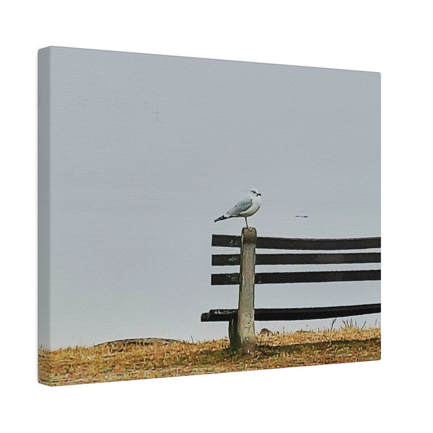 Canvas Print in Multiple Landscape Sizes from the Wildlife Series at Intriguing Vistas